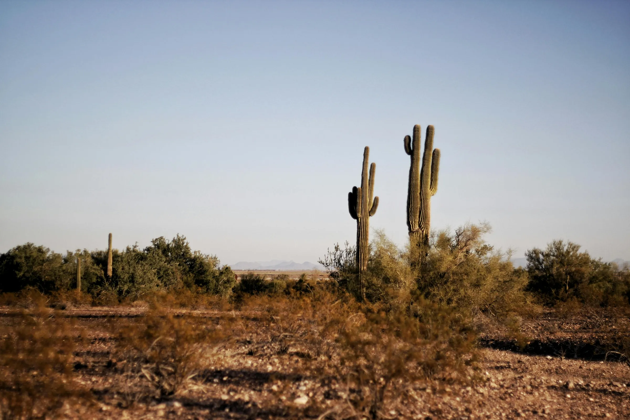 Cardones y matorral del desierto al atardecer