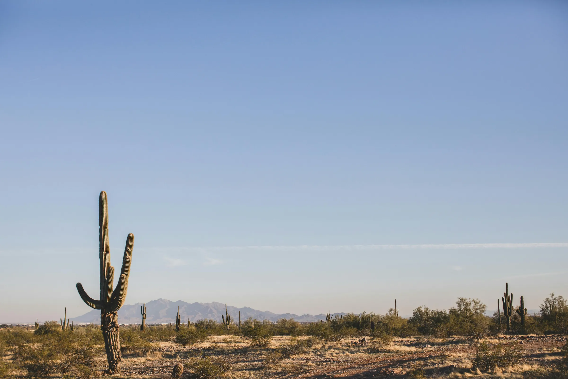 Cardón en el desierto de la Baja con la sierra al fondo